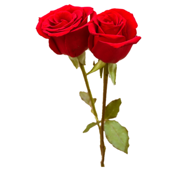 Mi rosa
